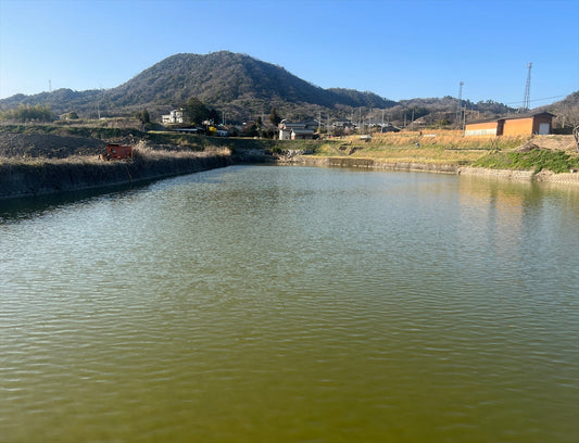 ◆春日神社南池