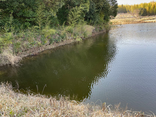 ◆新池（新庄下）
