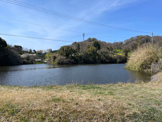 大池（桜ヶ丘）