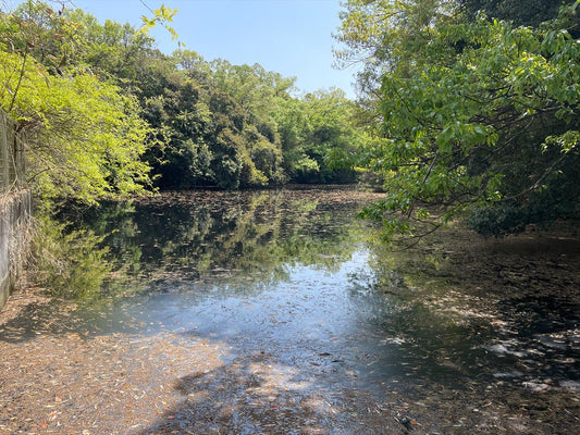 清水ケ池（平尾）