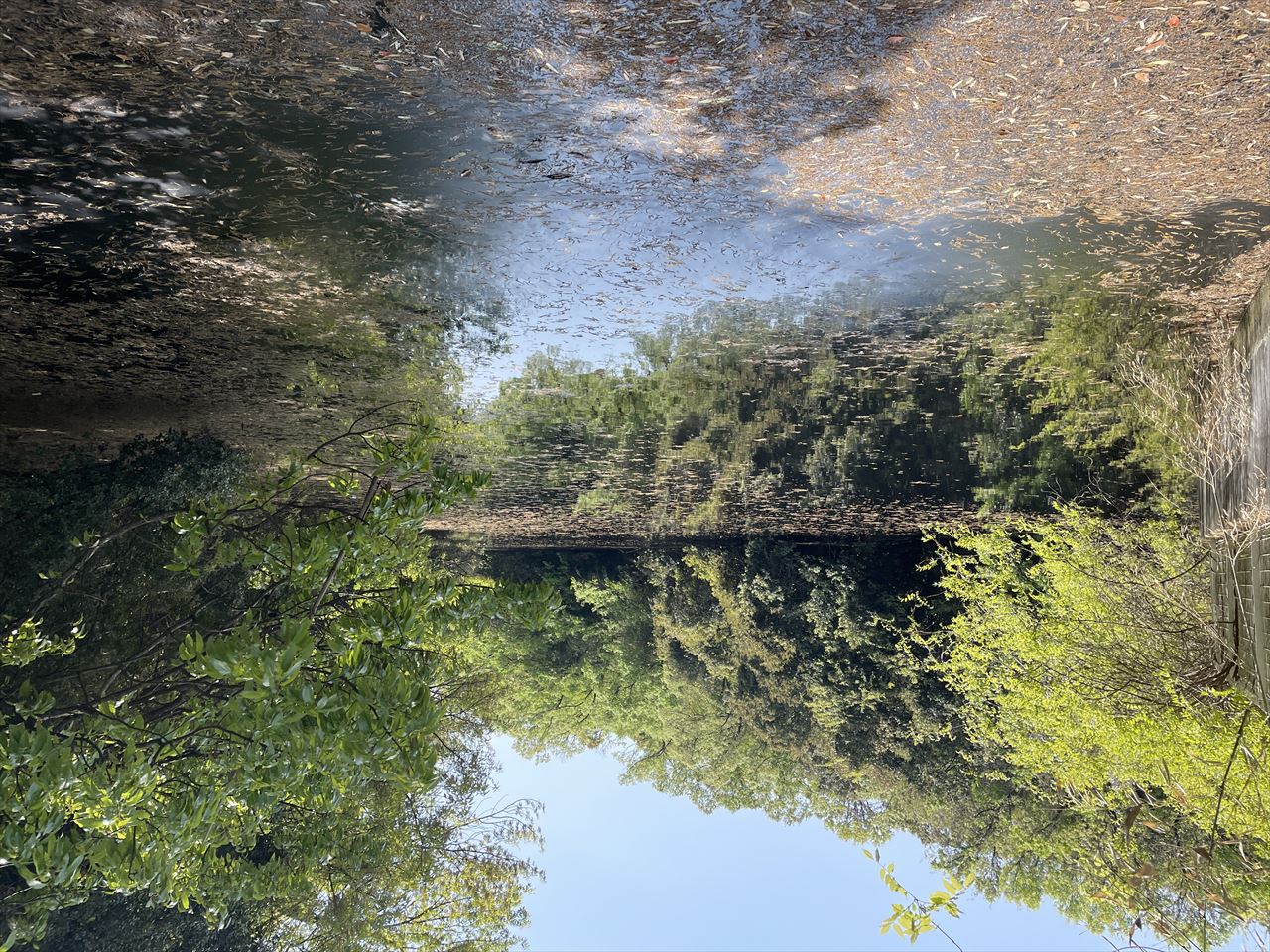 ◆清水ケ池（平尾）