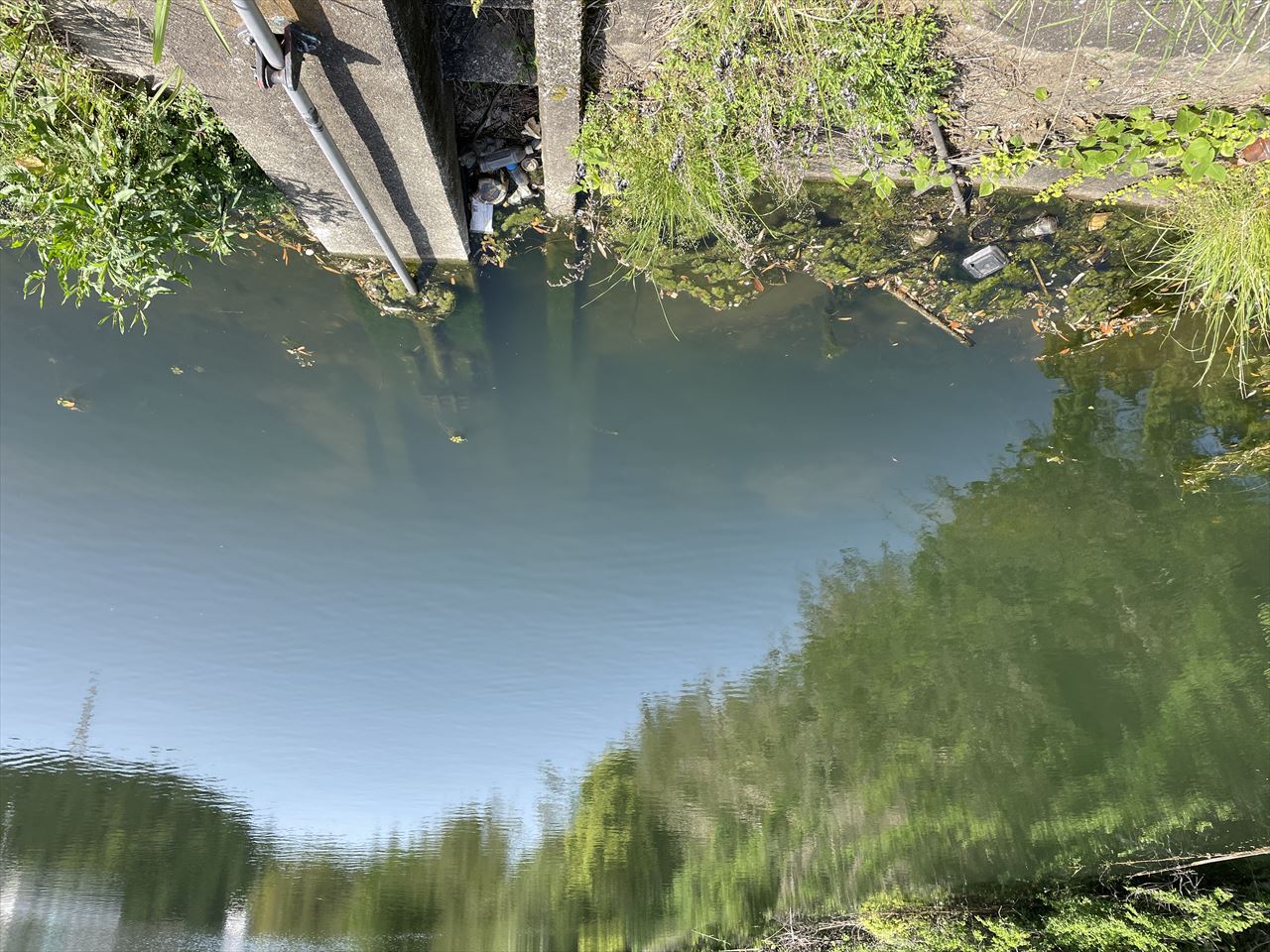 ◆白石池（須恵町）