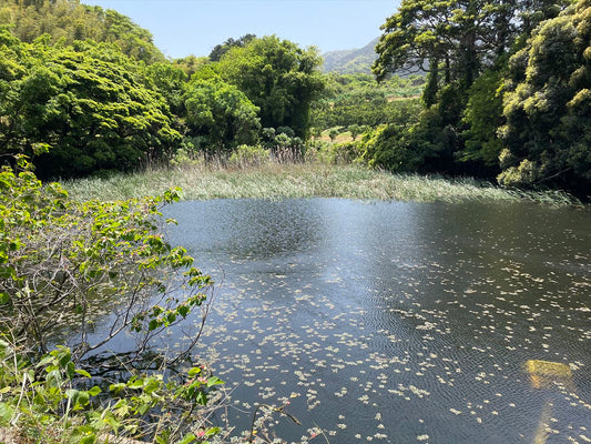 ◆深浦池（三代）