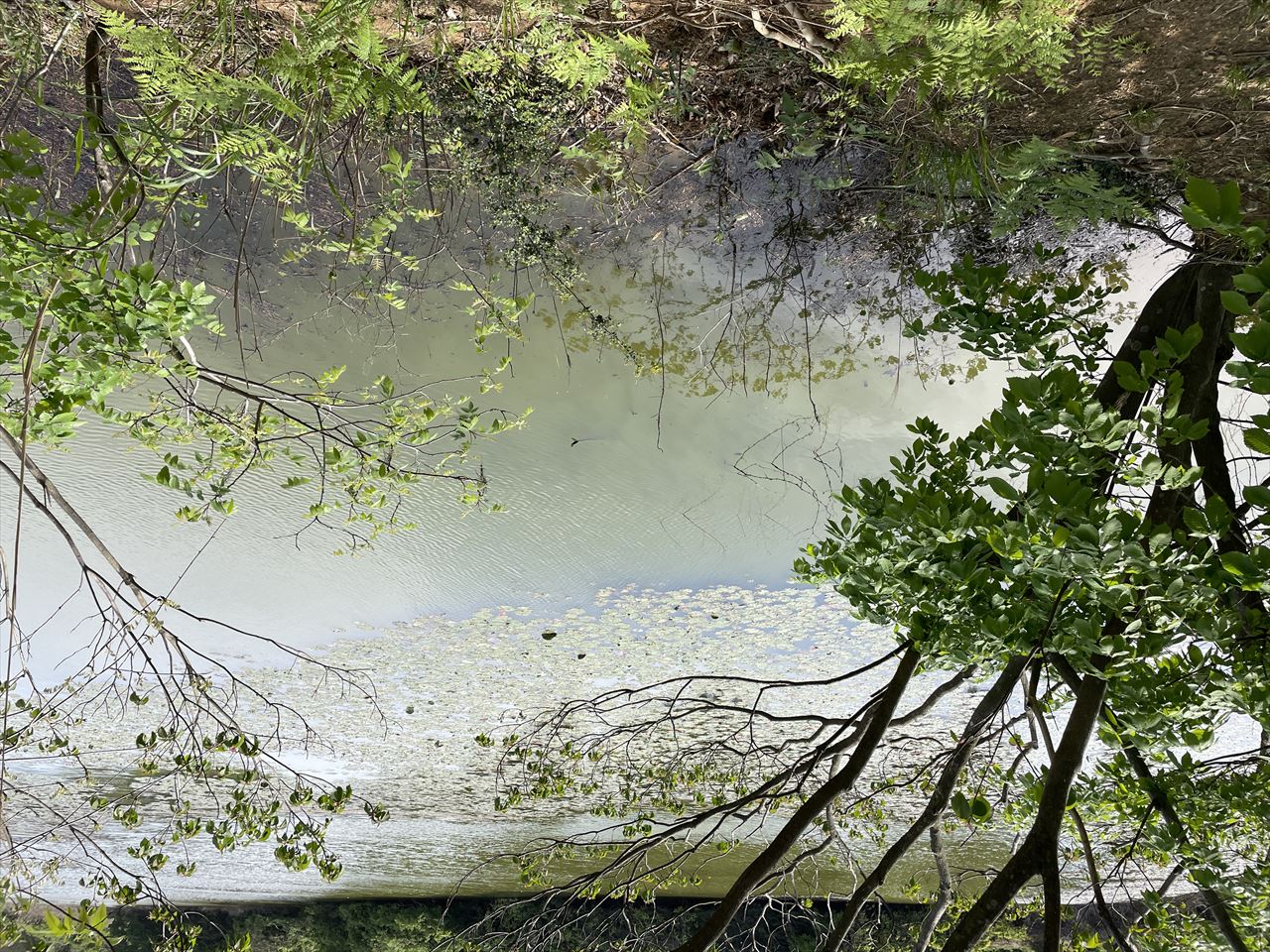 ◆大池（宗像河東）