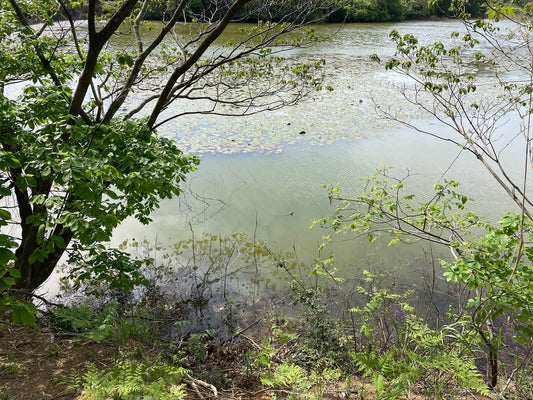 ◆大池（宗像河東）